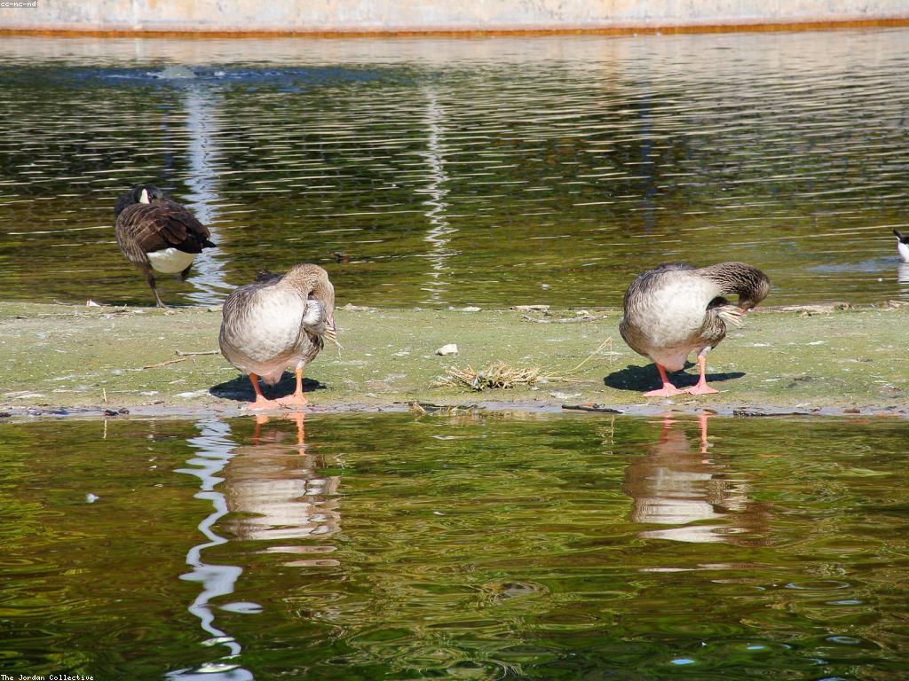 អត្ថបទពិនិត្យ៖ ការវិភាគនិងមតិយោបល់